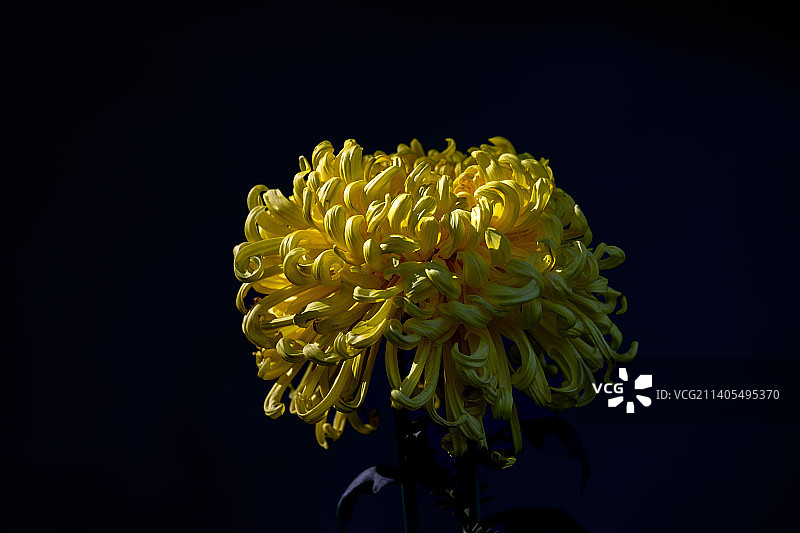 国家植物园菊花展图片素材