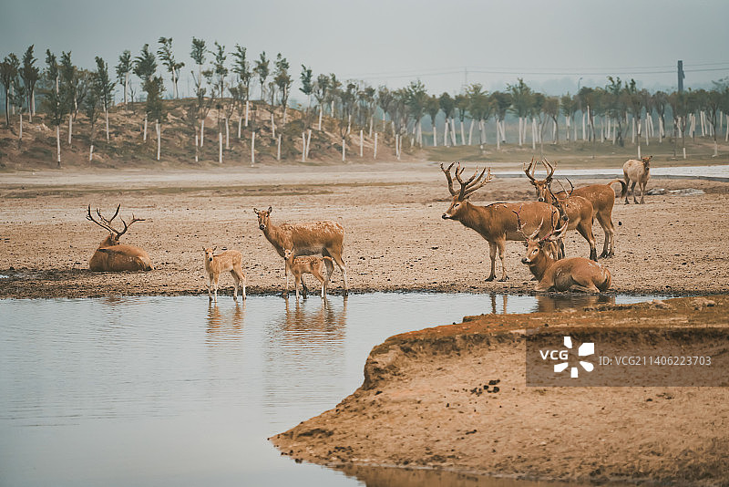 黄海湿地麋鹿图片素材