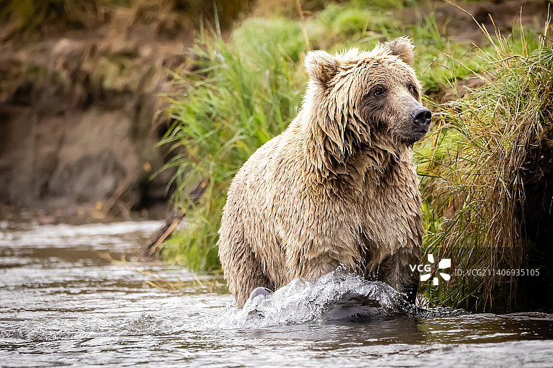 卡特迈国家公园和保护区，美国，河中棕色灰熊的侧面图片素材