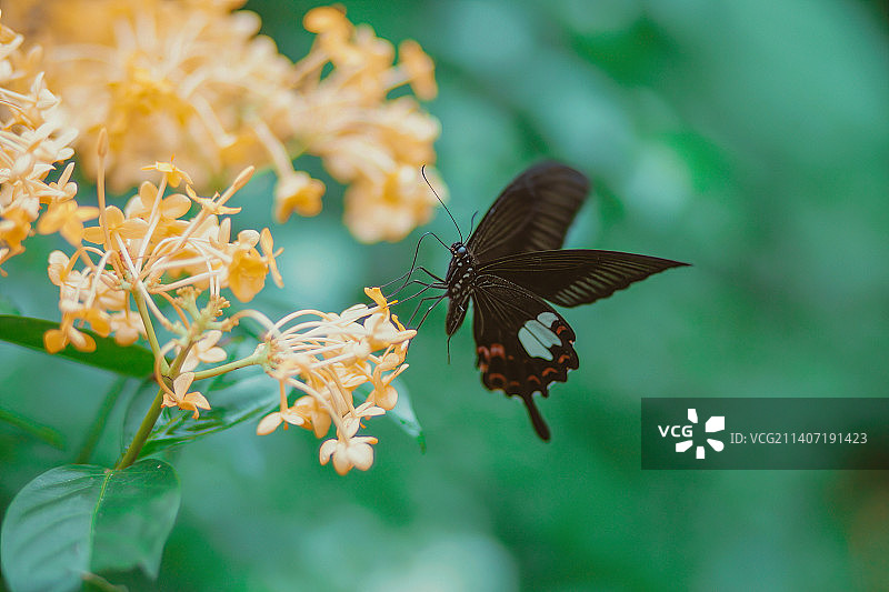 勤快的燕尾蝴蝶在花上授粉采蜜花粉震动着翅膀行成美丽的画卷图片素材