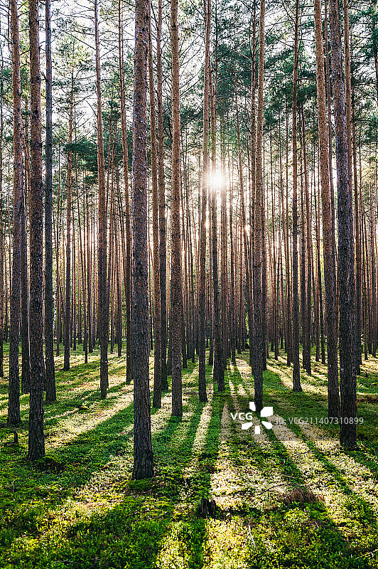 树木在森林,Grabek,波兰图片素材