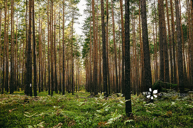 树木在森林,Grabek,波兰图片素材