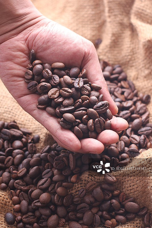 剪裁手握烘焙咖啡豆，印尼贝卡西摄政图片素材