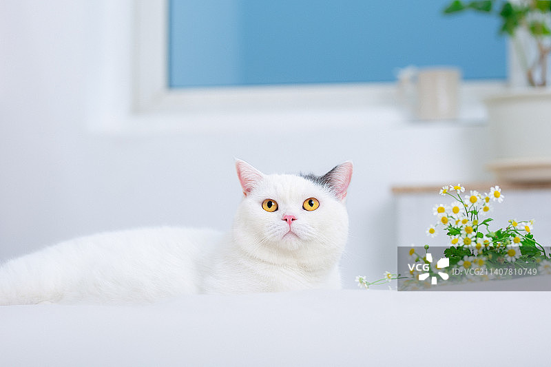 一只白色猫咪卧在床上凝视着大眼睛抬头看图片素材