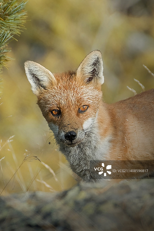 意大利库尼奥，克里斯索罗，Monviso自然公园，一只站在陆地上的红狐肖像图片素材