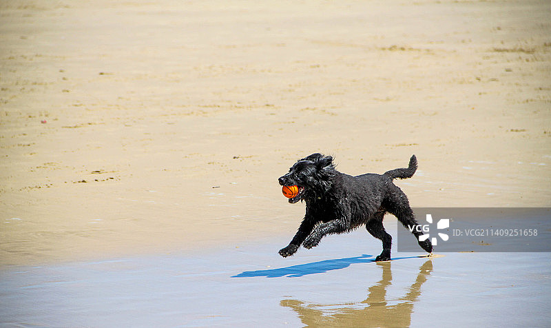南非Gqeberha海滩上的动物和狗图片素材