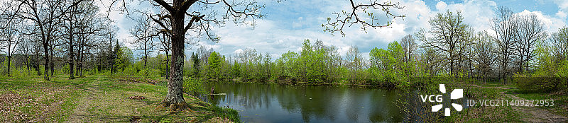 春天的森林湖泊全景，树木和灌木的嫩叶和新绽放的花蕾图片素材