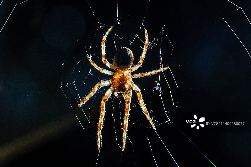 蛛网上的蜘蛛特写，Miriam Makebaplein，根特，比利时图片素材