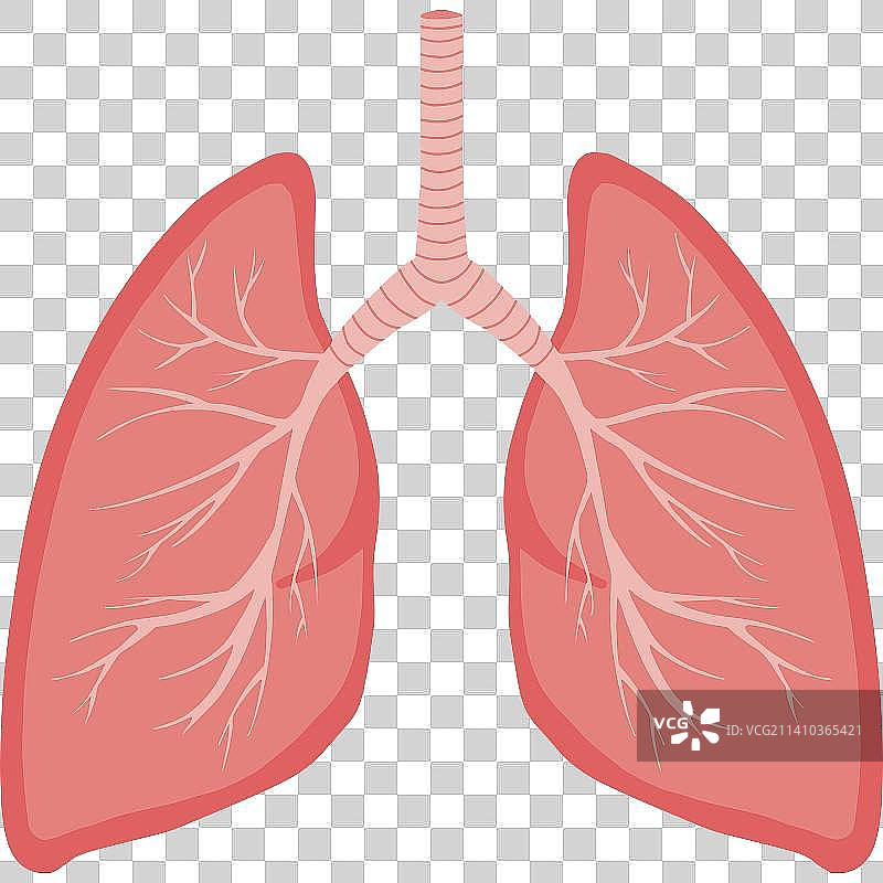 人体器官肺手绘插画图片素材