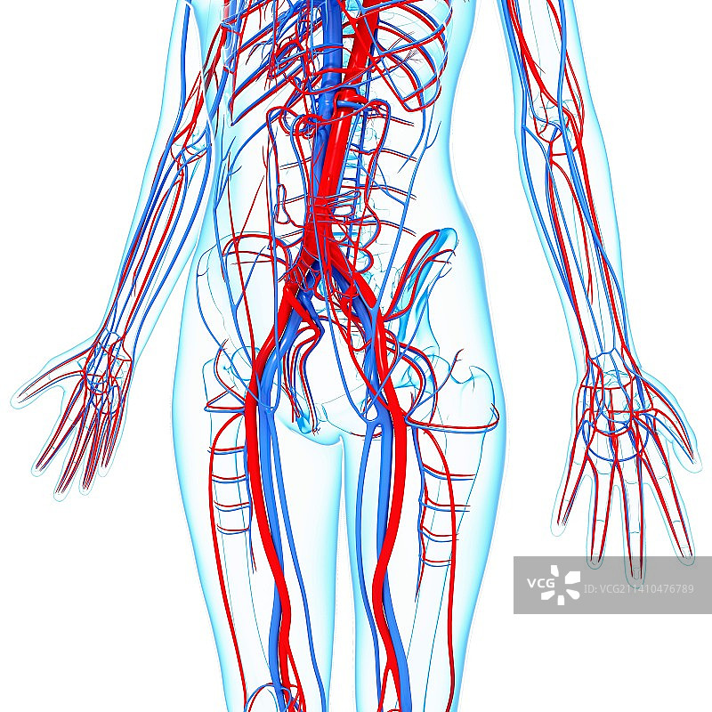 人类心血管系统，艺术品图片素材