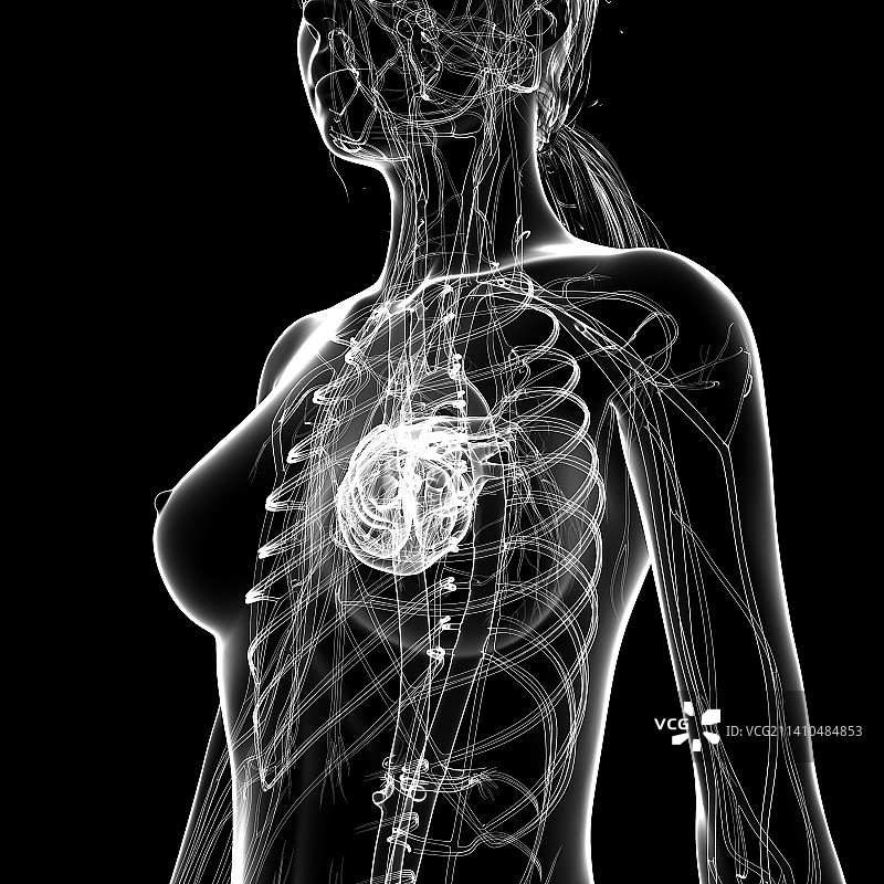 女性心血管系统，艺术品图片素材