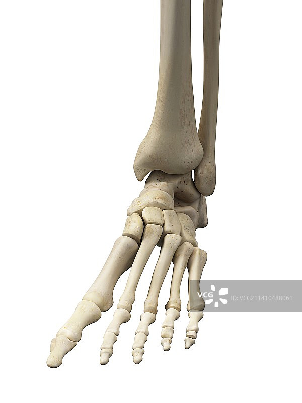 人类脚骨，艺术品图片素材