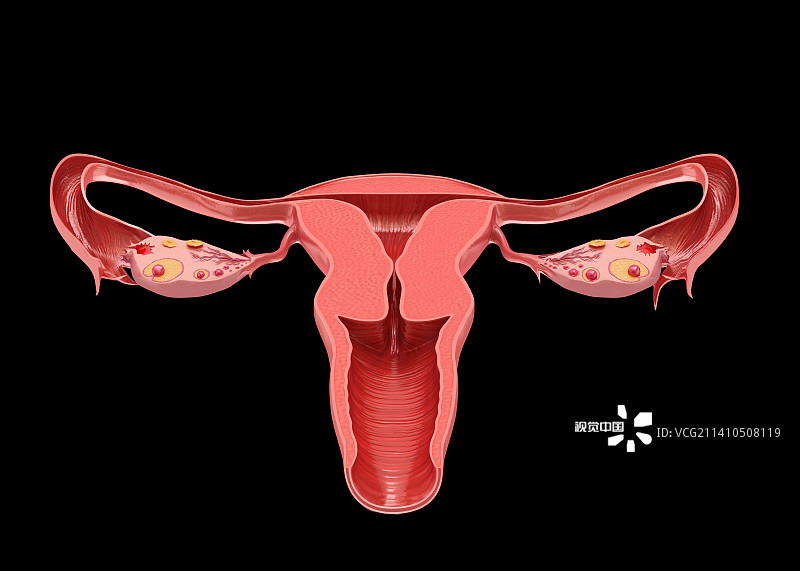 女性生殖系统，示意图，仅做科普示意。图片素材
