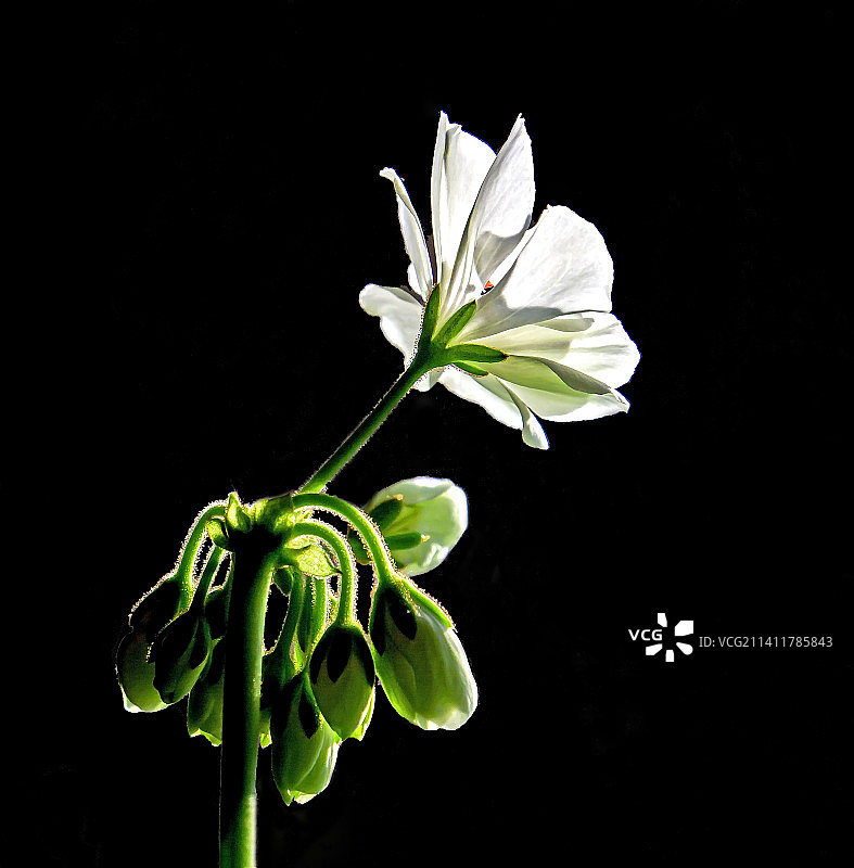 精致的白色天竺葵花生长在花盆里，车里雅宾斯克，车里雅宾斯克州，俄罗斯图片素材