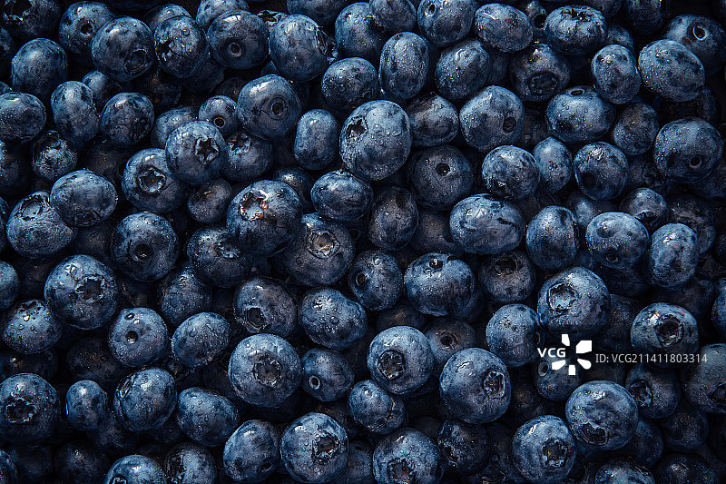 新鲜的蓝莓果实图片素材