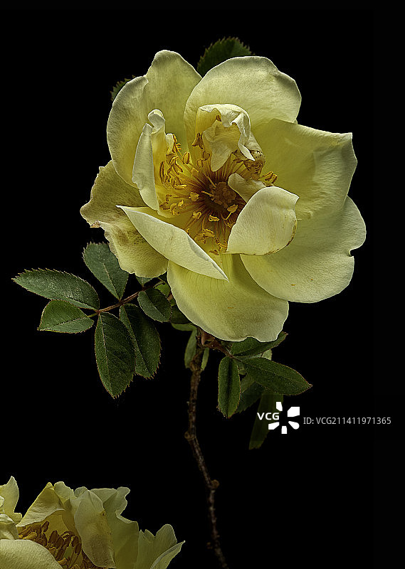 Rosa spinosissima ‘Aïcha’ (burnet rose, Scotch rose, Scotchbriar)图片素材