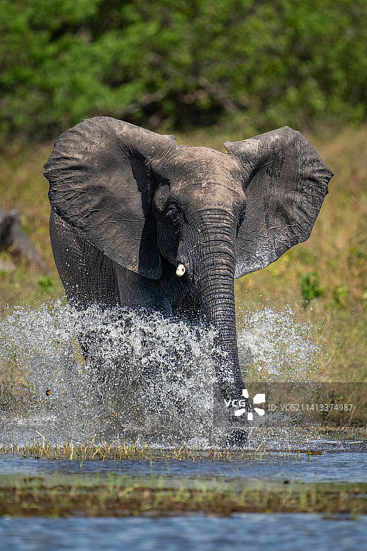非洲丛林象在博茨瓦纳的一条浅河里溅起水花图片素材