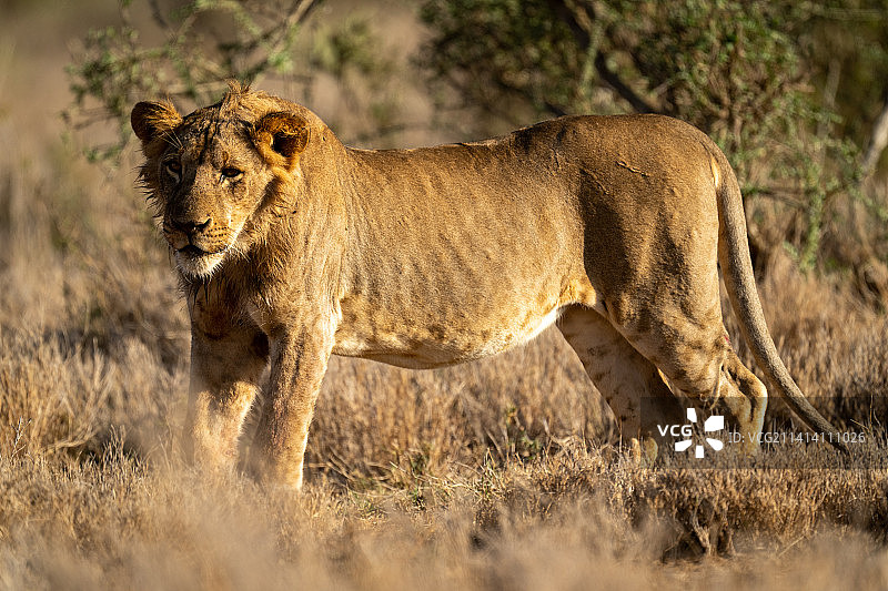 肯尼亚，年轻的雄狮站在金色的灯光下图片素材