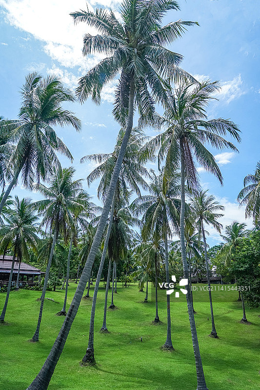 泰国普吉皇帝岛蓝（RACHA）天、绿草、椰树等热带海岛美景图片素材