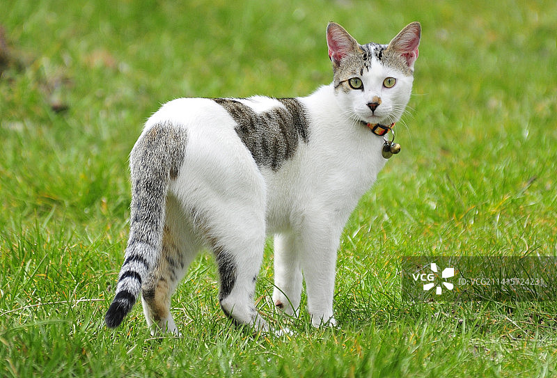 印度尼西亚，一只猫站在草地上的肖像图片素材