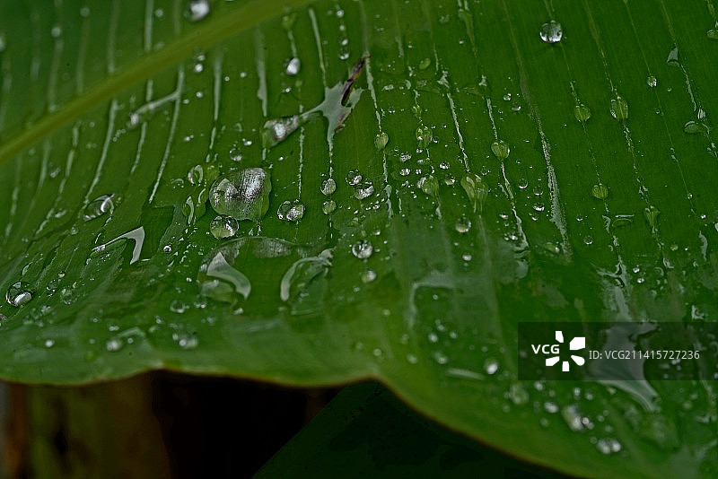 树叶上雨滴的特写图片素材
