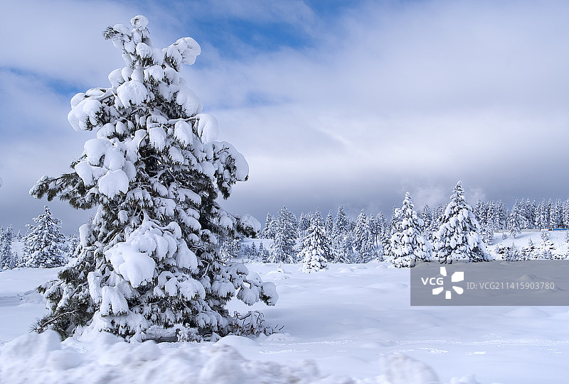 雪覆盖的土地上的树木对着天空，特拉基，加利福尼亚州，美国图片素材
