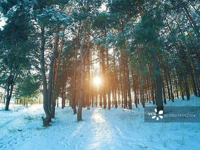 冬天，美国，美国，积雪覆盖的田野上的树木图片素材