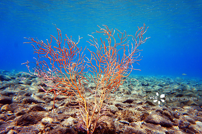 黄色地中海柳珊瑚- Eunicella cavolini，斯基亚索斯，希腊图片素材