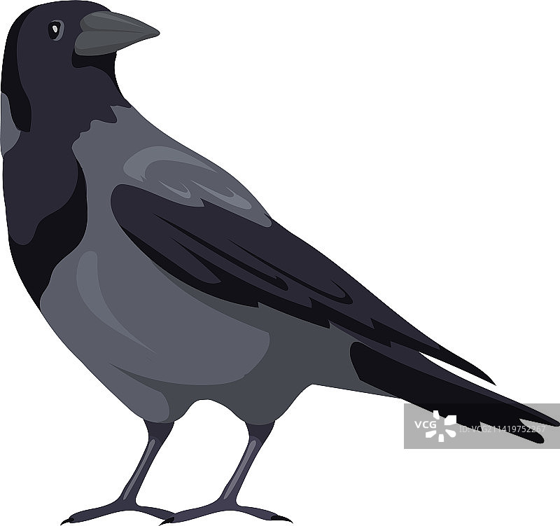 乌鸦象征有灰色羽毛尾巴的野生鸟类图片素材