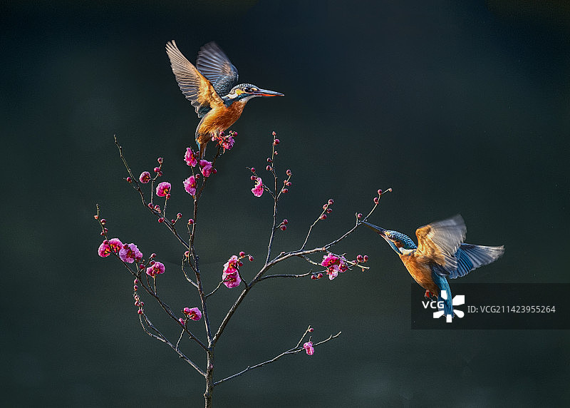红梅&翠鸟（2）图片素材