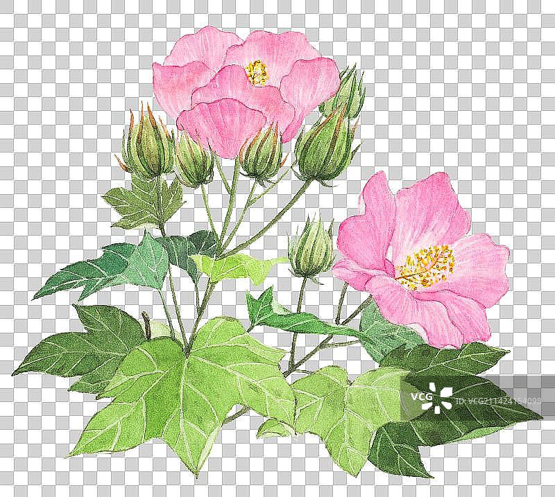 水彩手绘粉色花朵图片素材