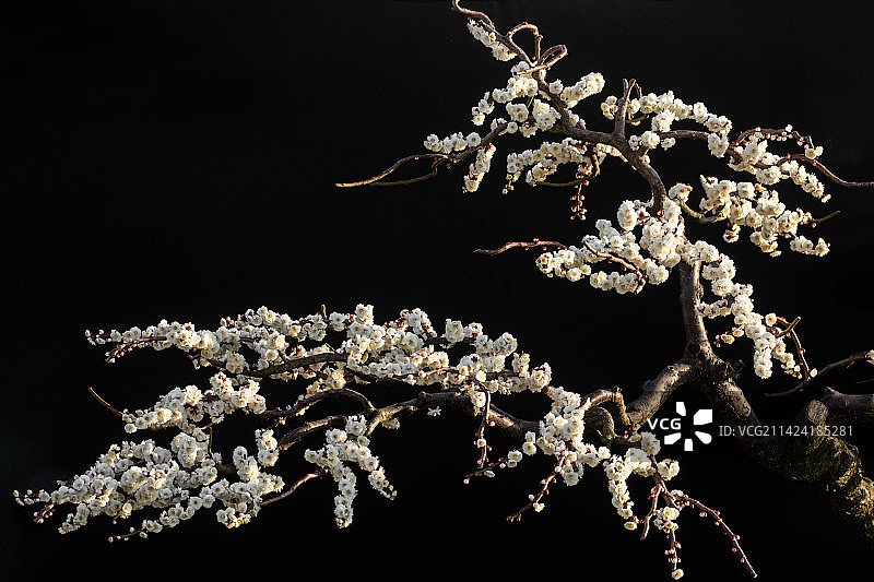 各种梅花及其曲折的枝条，不同的梅花造型图片素材