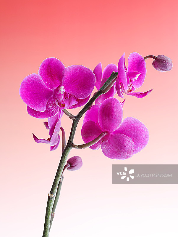 粉色的鲜花蝴蝶兰图片素材