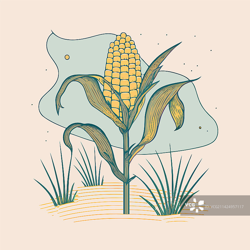 用成熟的玉米棒子种植玉米图片素材