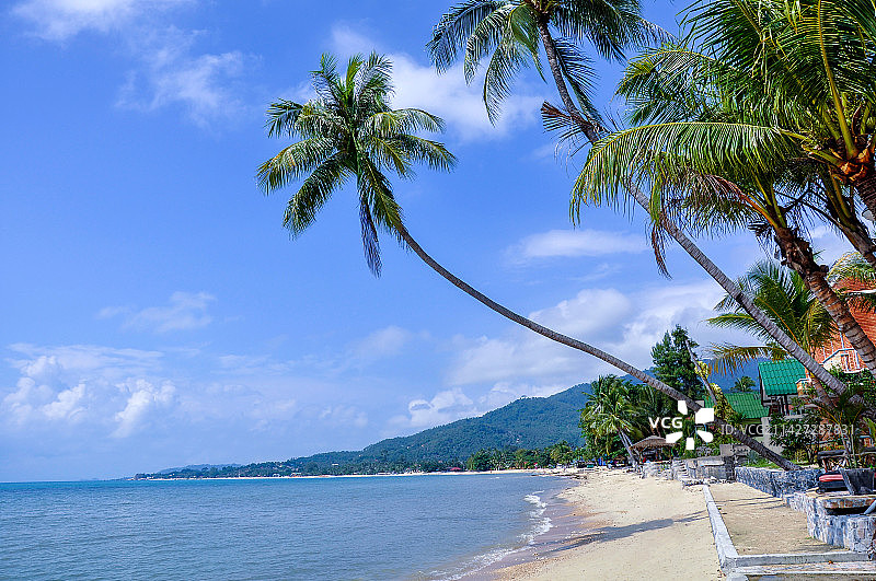 泰国苏梅岛查汶海滩棕榈树图片素材