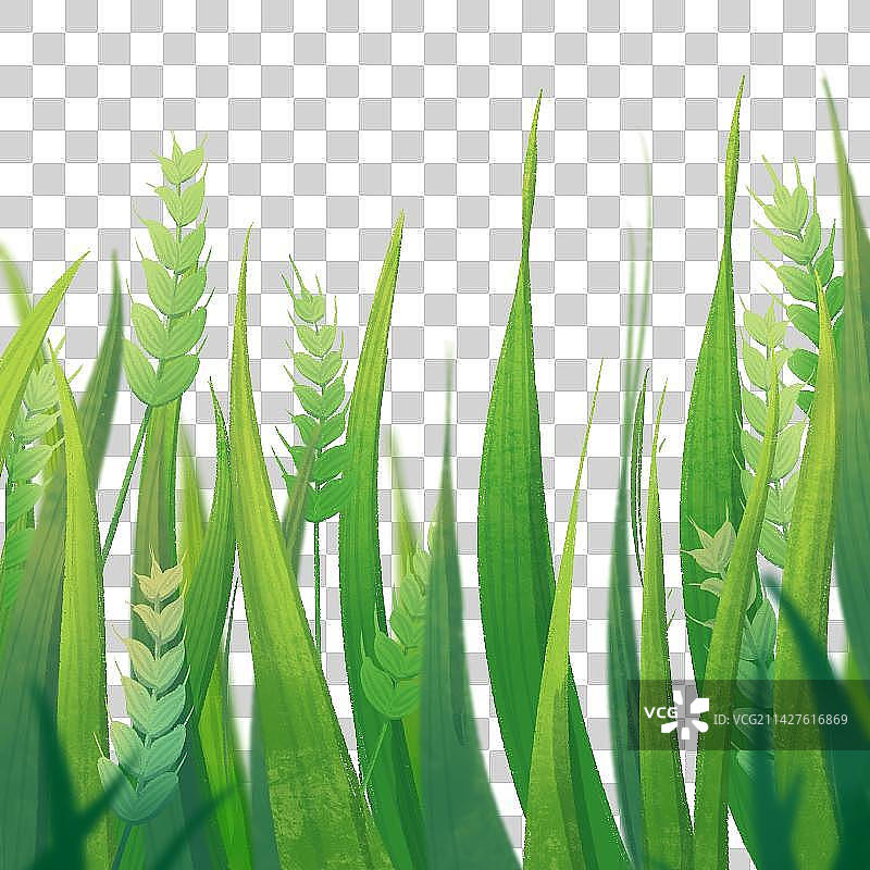 绿色麦穗扁平肌理插画图片素材