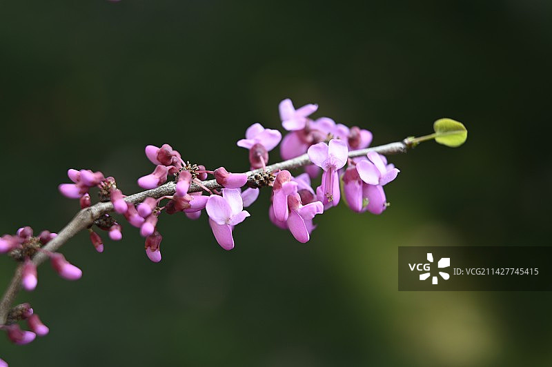 春日里盛开的紫荆花、满红条、紫花树图片素材