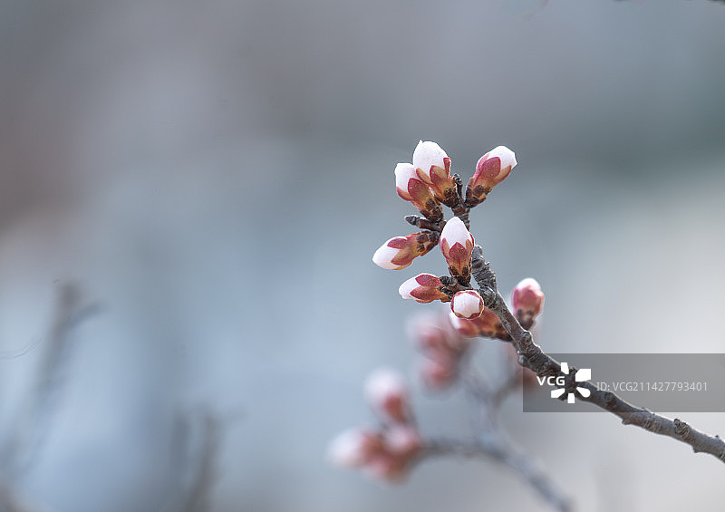春天的桃花花苞图片素材