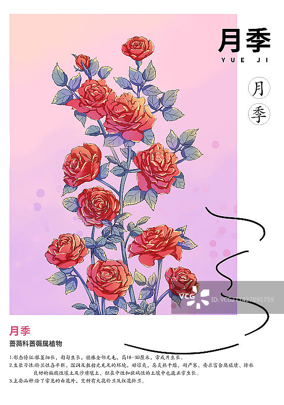 月季花传统节气插画海报设计图片素材