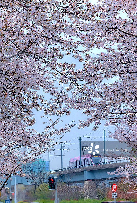 春分，开往春天的樱花电车图片素材