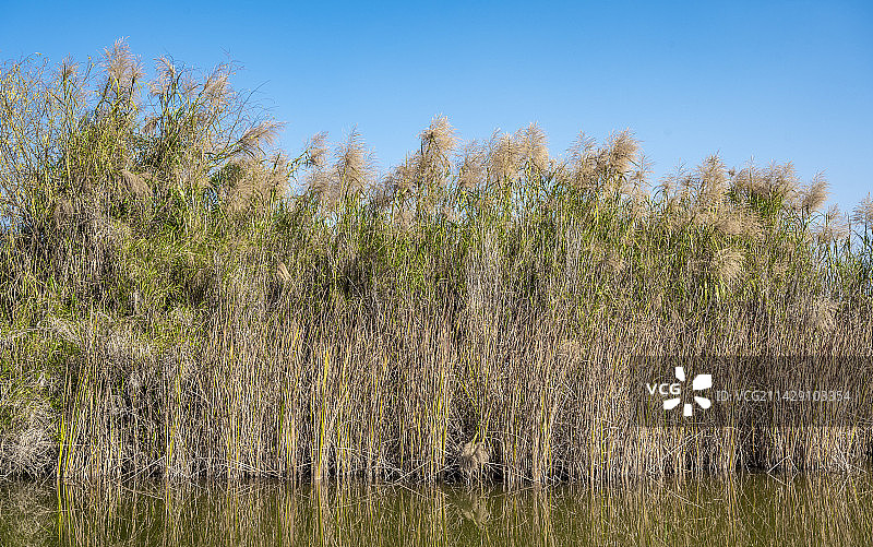 湖泉生态园的芦苇荡图片素材