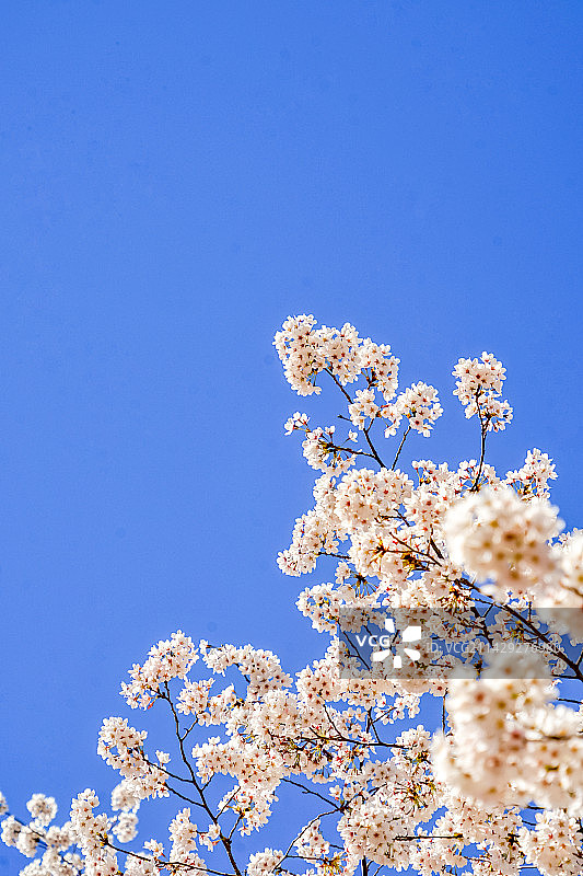 蓝天下樱花的低视角图片素材