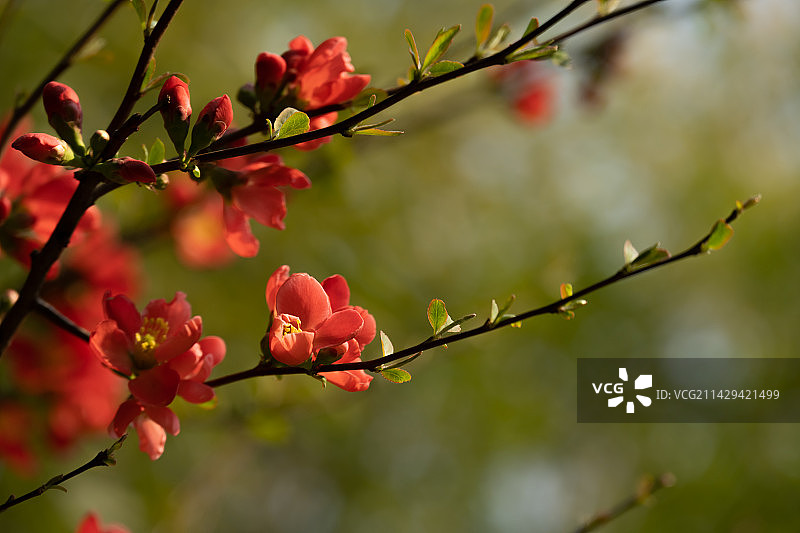 春天盛开的桃花梅花樱花图片素材