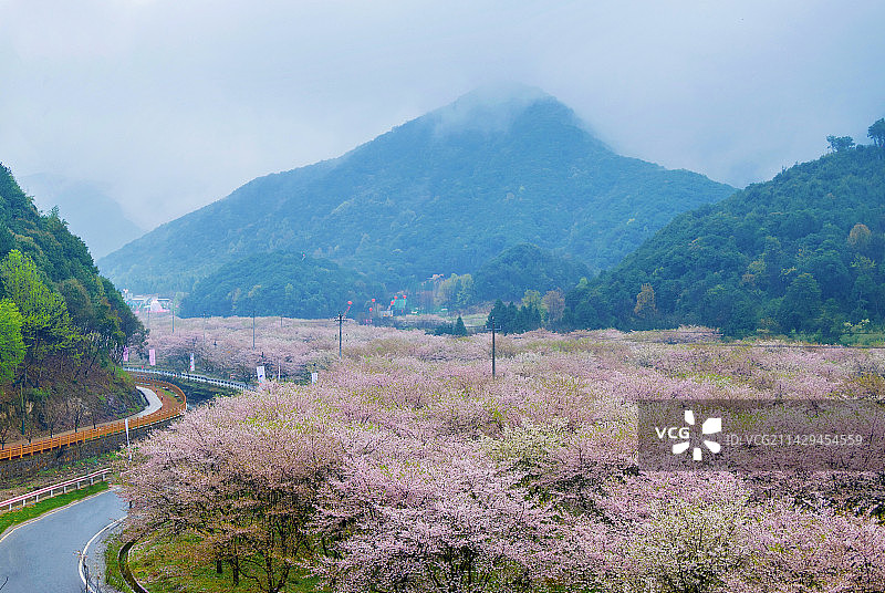 浙江绍兴张村樱花谷春天盛开的樱花林和远处群山雾气俯视图图片素材