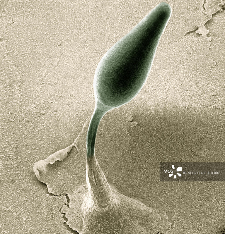 细胞黏菌上升图片素材