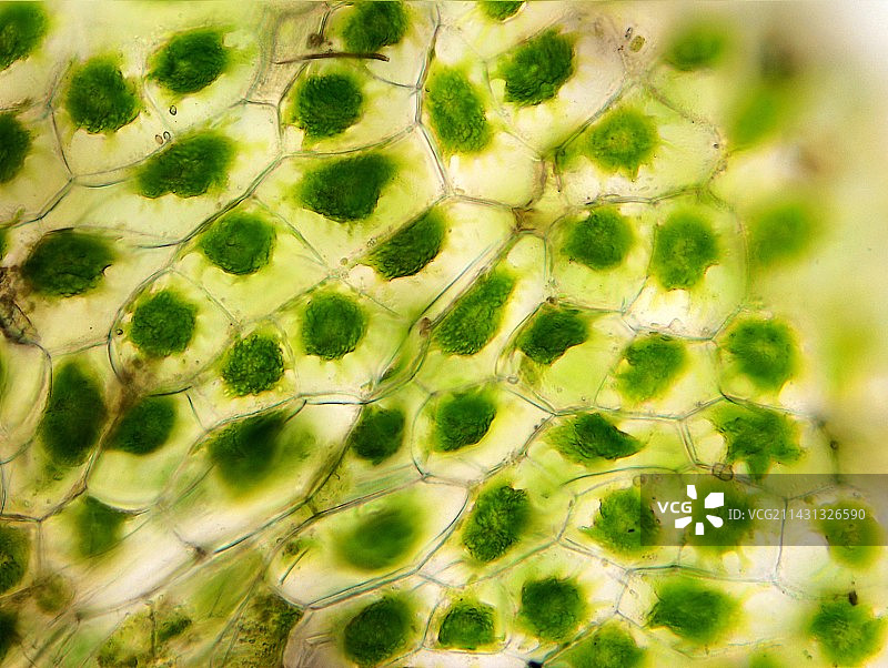 角草菌体细胞，光镜照片图片素材