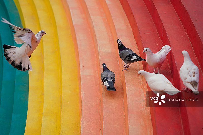 彩虹色的台阶上的鸽子图片素材