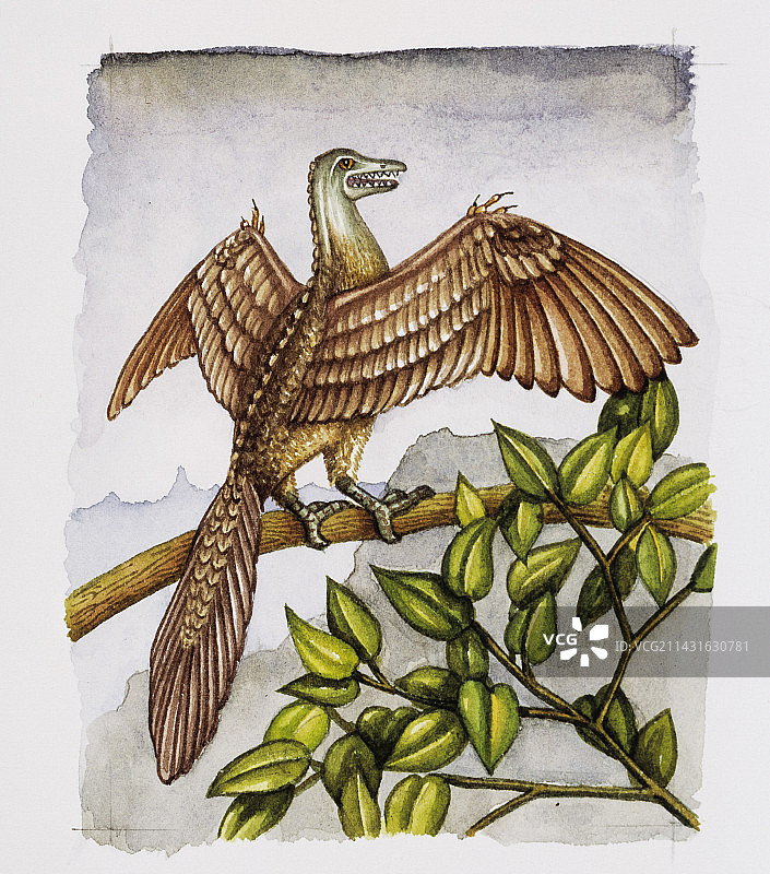 “始祖鸟”图片素材