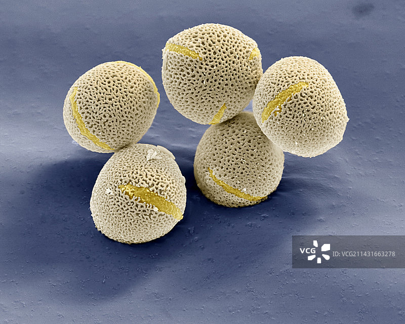 白蜡树花粉，扫描电镜图片素材