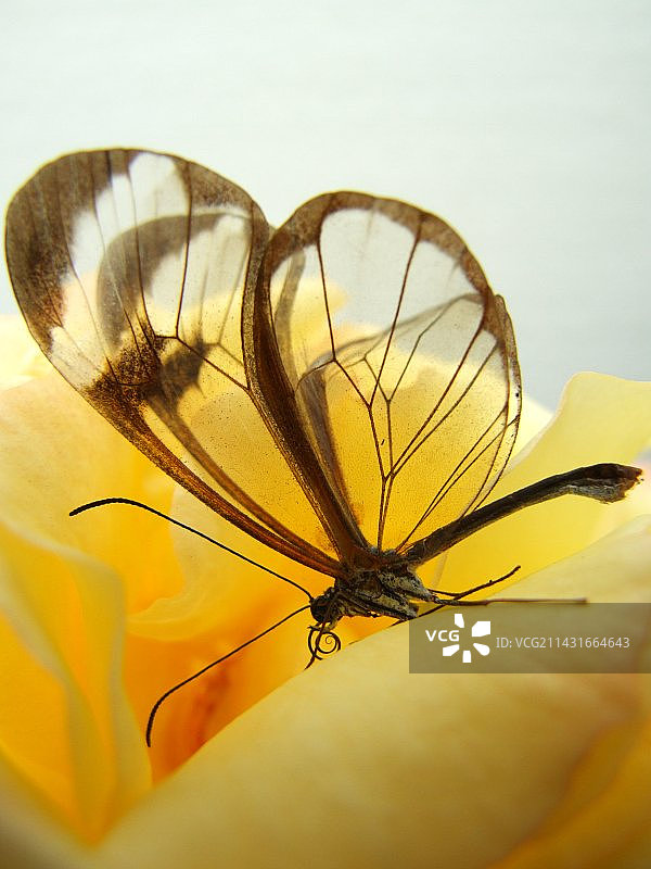 玻璃翼蝴蝶图片素材